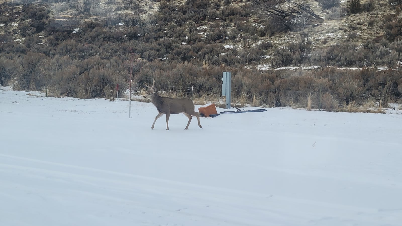 Mule deer buck crossing the snow at the edge of Jordan Valley